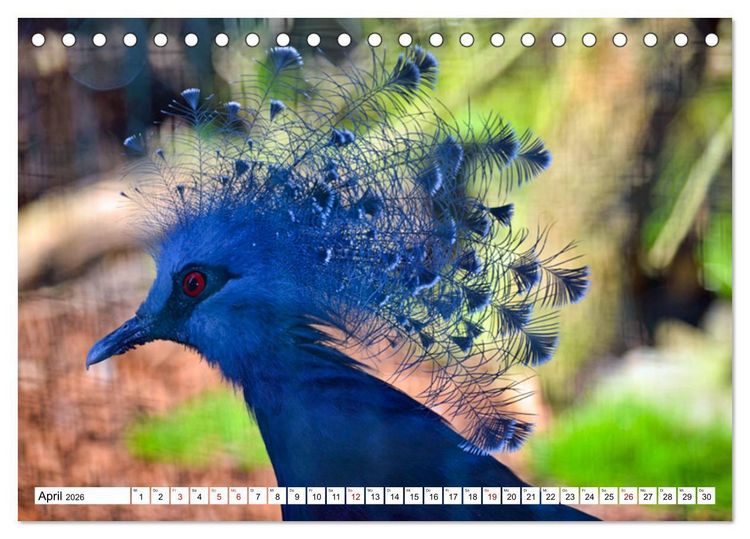Produktbild: Bunte Vielfalt in der Vogelwelt (Tischkalender 2026 DIN A5 quer), CALVENDO Monatskalender
