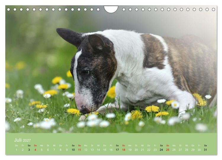 Produktbild: Bullterrier - charmante Herzensbrecher (Wandkalender 2027 DIN A4 quer), CALVENDO Monatskalender