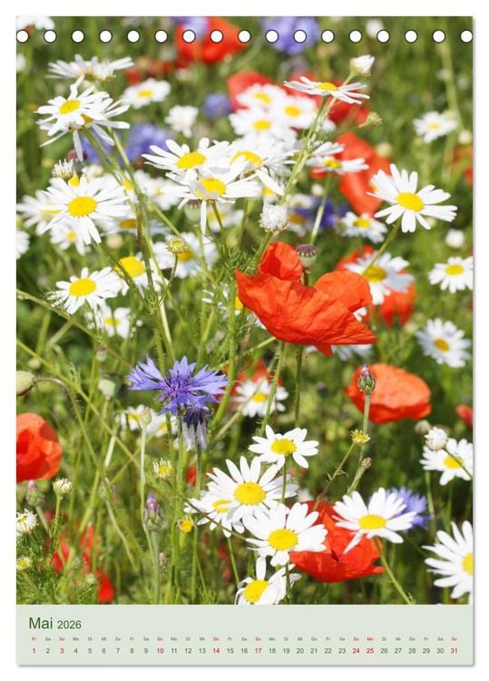 Produktbild: Mohn im Feld (Tischkalender 2026 DIN A5 hoch), CALVENDO Monatskalender