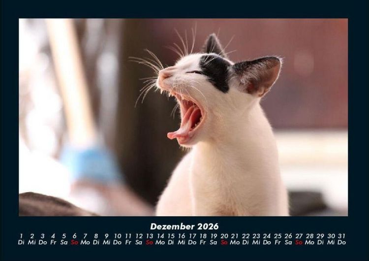 Produktbild: F&uuml;r Katzenfreunde 2026 Fotokalender DIN A4