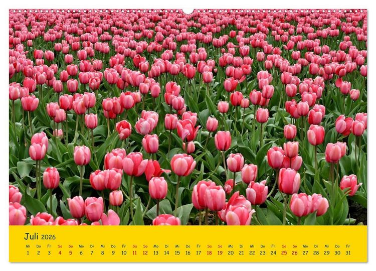 Produktbild: Tulpentraum (Wandkalender 2026 DIN A2 quer), CALVENDO Monatskalender