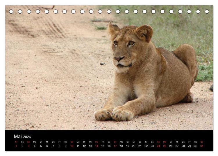 Produktbild: L&ouml;wen - K&ouml;nige der Tiere (Tischkalender 2026 DIN A5 quer), CALVENDO Monatskalender