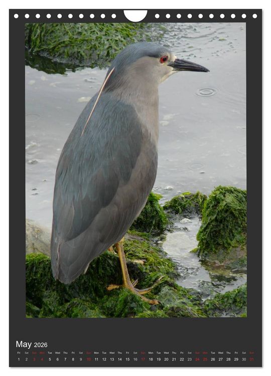 Produktbild: Herons & Egrets (Wall Calendar 2026 DIN A4 portrait), CALVENDO 12 Month Wall Calendar