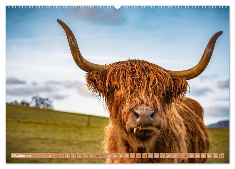 Produktbild: Mutterk&uuml;he (Wandkalender 2026 DIN A2 quer), CALVENDO Monatskalender