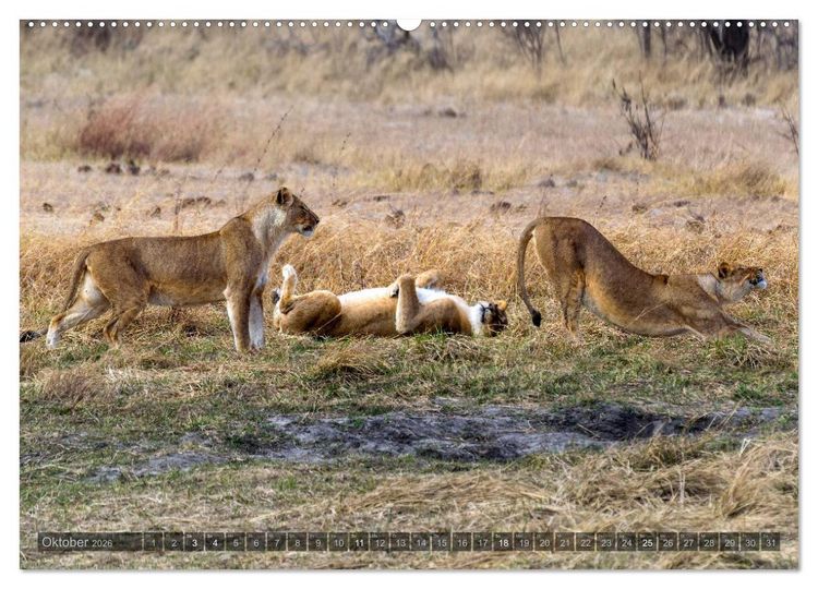 Produktbild: Botswana &ndash; Landschaft und Tierwelt (Wandkalender 2026 DIN A2 quer), CALVENDO Monatskalender