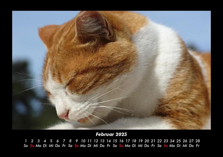 Produktbild: F&uuml;r Katzenfreunde 2025 Fotokalender DIN A3