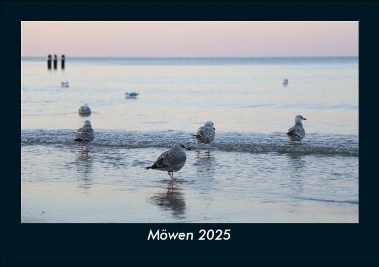 Produktbild: M&ouml;wen 2025 Fotokalender DIN A5