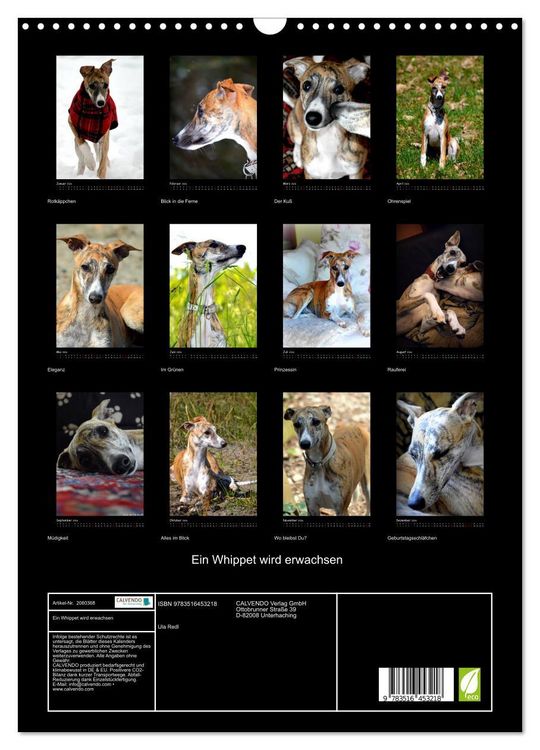 Produktbild: Ein Whippet wird erwachsen (Wandkalender 2026 DIN A3 hoch), CALVENDO Monatskalender