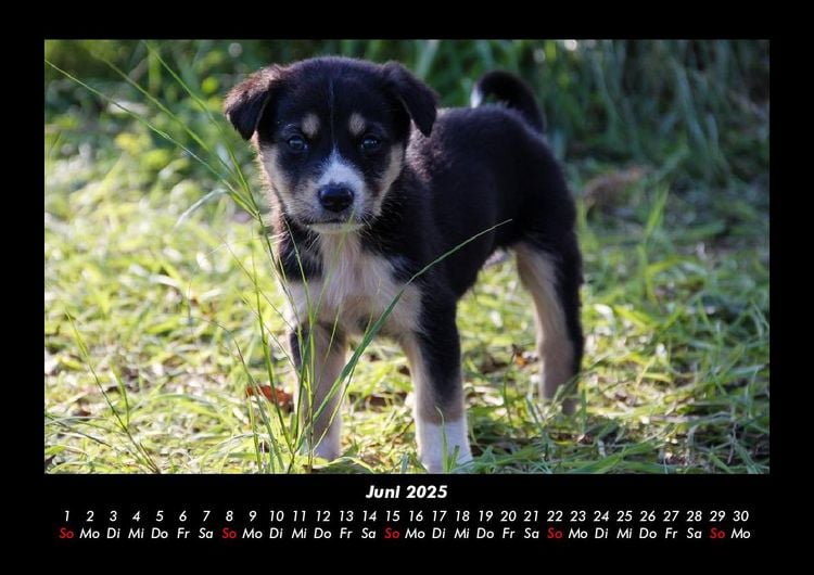 Produktbild: Welpen 2025 Fotokalender DIN A3