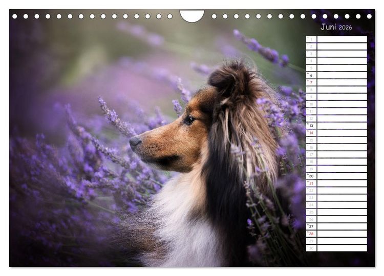 Produktbild: Shetland Sheepdogs Blacky, Anry, Mojo 2026 (Wandkalender 2026 DIN A4 quer), CALVENDO Monatskalender