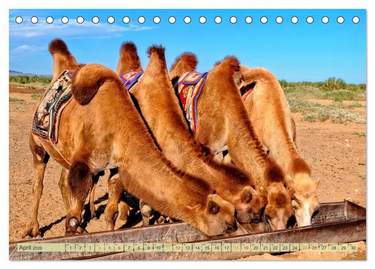 Produktbild: Reise durch Asien - Mongolei (Tischkalender 2026 DIN A5 quer), CALVENDO Monatskalender