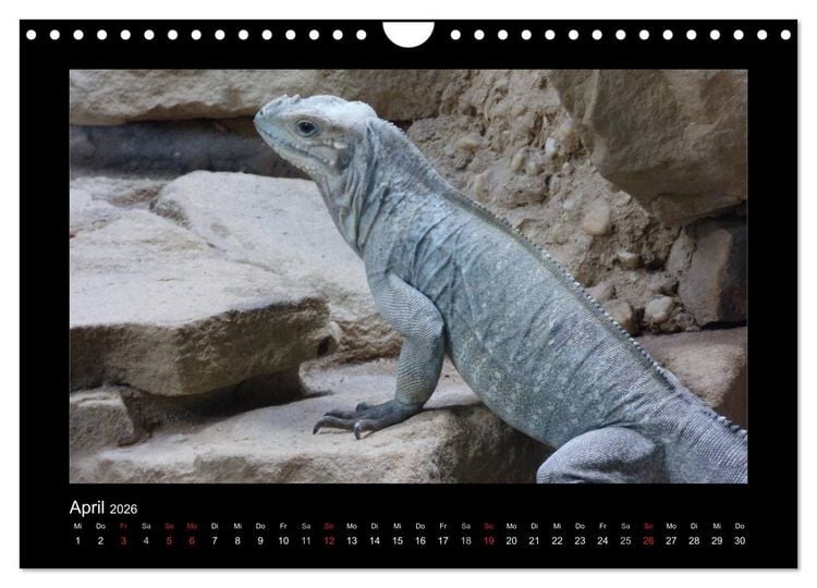 Produktbild: Faszinierende Reptilien (Wandkalender 2026 DIN A4 quer), CALVENDO Monatskalender