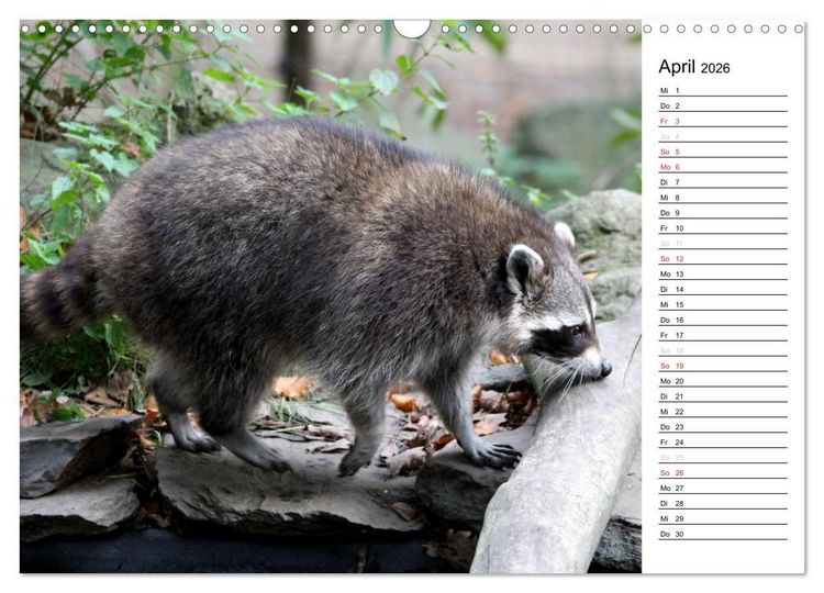 Produktbild: Der kleine R&auml;uber mit Maske - Waschb&auml;ren (Wandkalender 2026 DIN A3 quer), CALVENDO Monatskalender