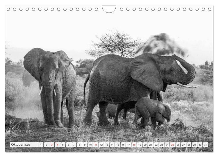 Produktbild: Emotionale Momente: Elefanten in black & white (Wandkalender 2026 DIN A4 quer), CALVENDO Monatskalender