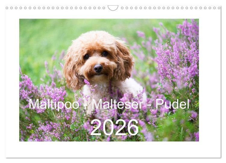 Produktbild: Maltipoo - Malteser -Pudel (Wandkalender 2026 DIN A3 quer), CALVENDO Monatskalender