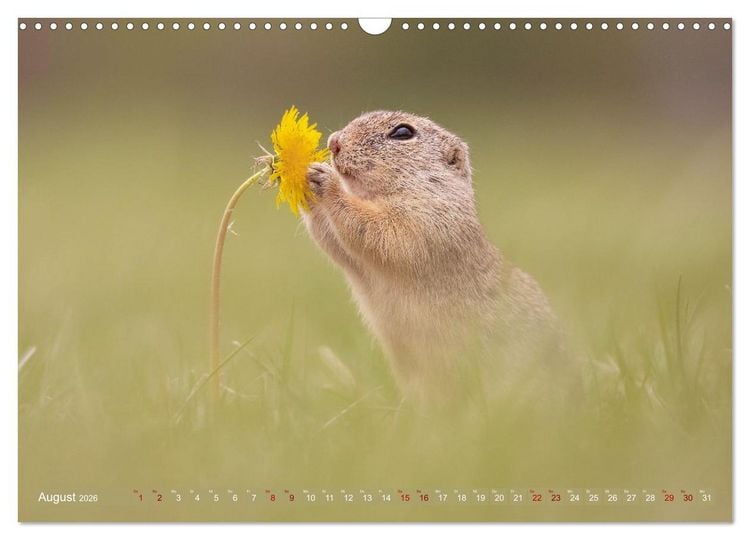 Produktbild: Zauberhafte Ziesel (Wandkalender 2026 DIN A3 quer), CALVENDO Monatskalender