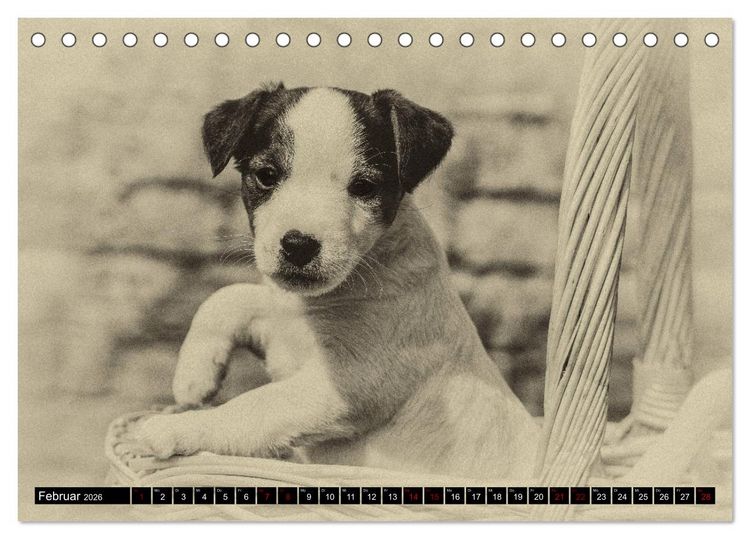 Produktbild: Parson Jack Russel Welpen (Tischkalender 2026 DIN A5 quer), CALVENDO Monatskalender