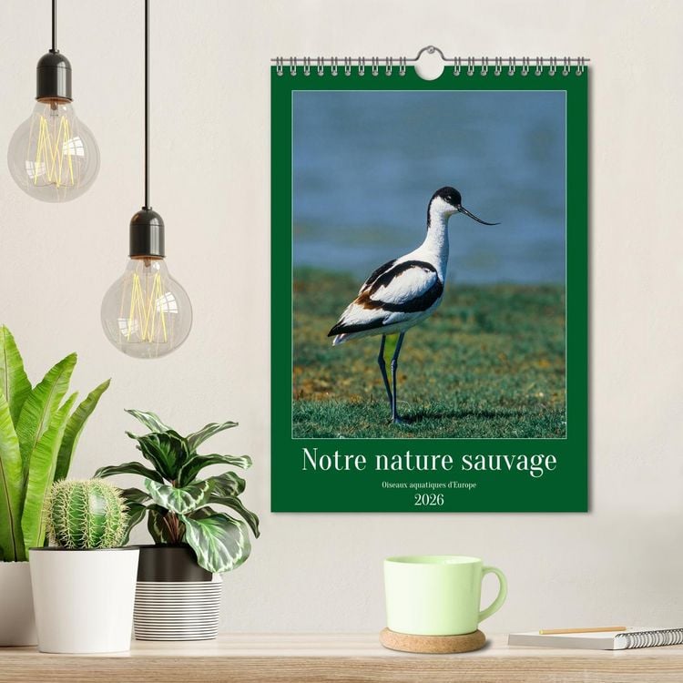 Produktbild: Notre nature sauvage, oiseaux aquatiques d'Europe (Calendrier mural 2026 DIN A4 horizontal), CALVENDO calendrier mensuel