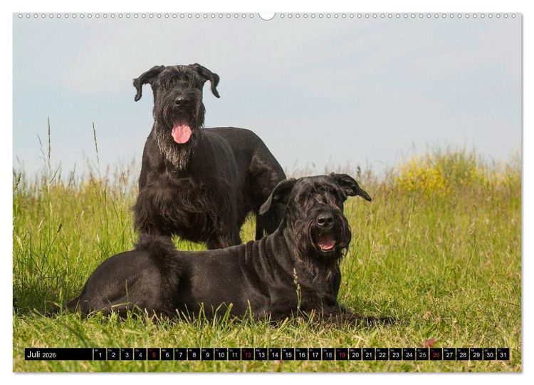 Produktbild: Treuer Freund Riesenschnauzer (Wandkalender 2026 DIN A2 quer), CALVENDO Monatskalender