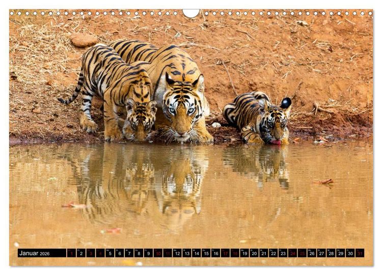Produktbild: Indien - Im Reich des Tigers (Wandkalender 2026 DIN A3 quer), CALVENDO Monatskalender