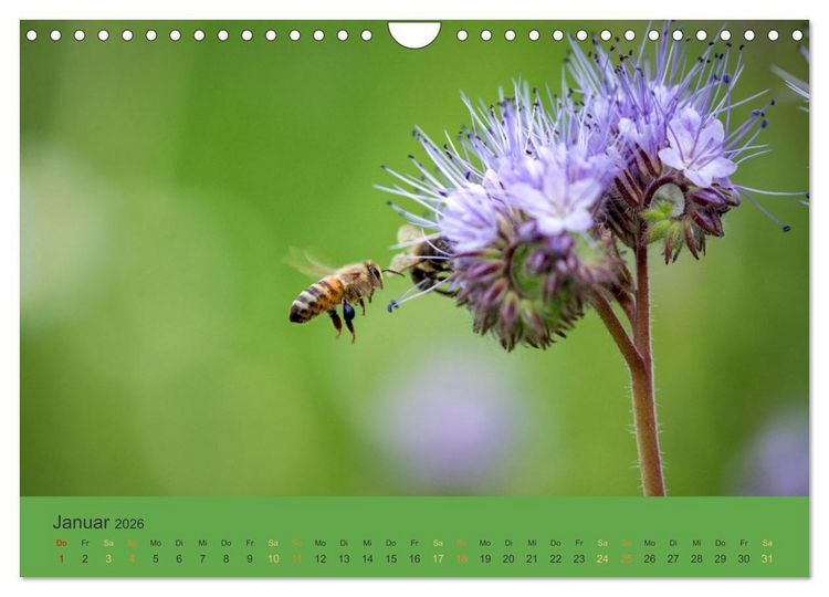 Produktbild: Bezaubernde Tierwelt in freier Natur (Wandkalender 2026 DIN A4 quer), CALVENDO Monatskalender