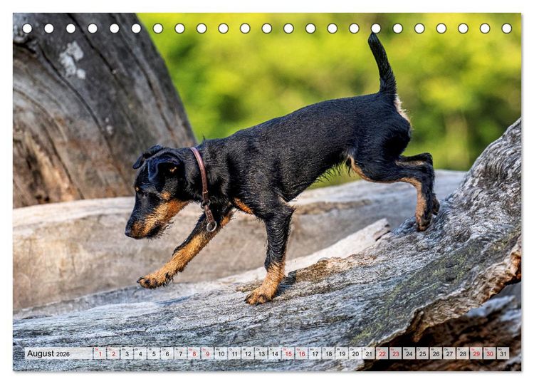 Produktbild: Deutscher Terrier - ein leidenschaftlicher J&auml;ger (Tischkalender 2026 DIN A5 quer), CALVENDO Monatskalender