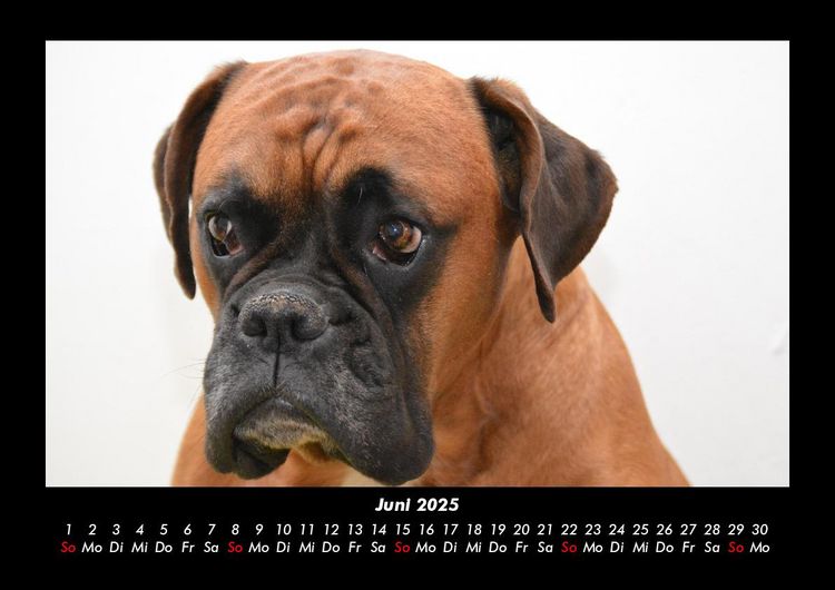 Produktbild: Hundezauber 2025 Fotokalender DIN A3