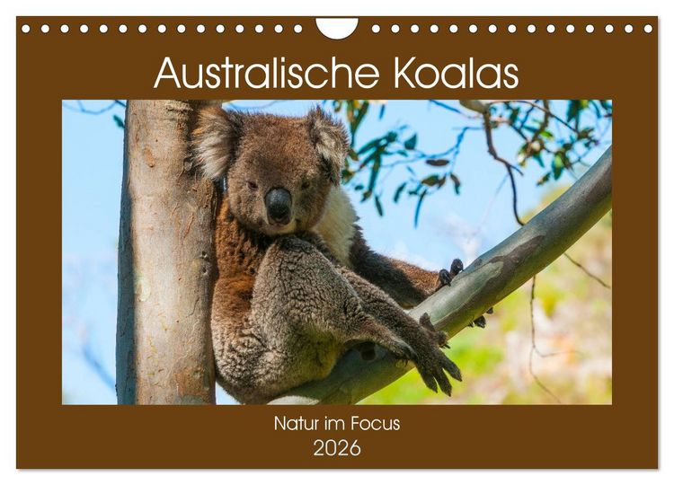 Produktbild: Australische Koalas (Wandkalender 2026 DIN A4 quer), CALVENDO Monatskalender