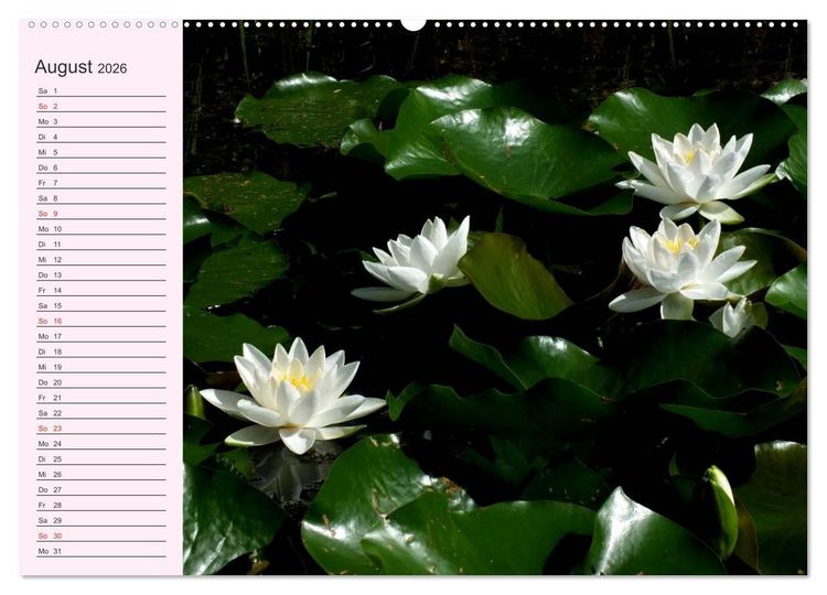 Produktbild: Lotos. Symbol f&uuml;r Reinheit und Kraft (Wandkalender 2026 DIN A2 quer), CALVENDO Monatskalender