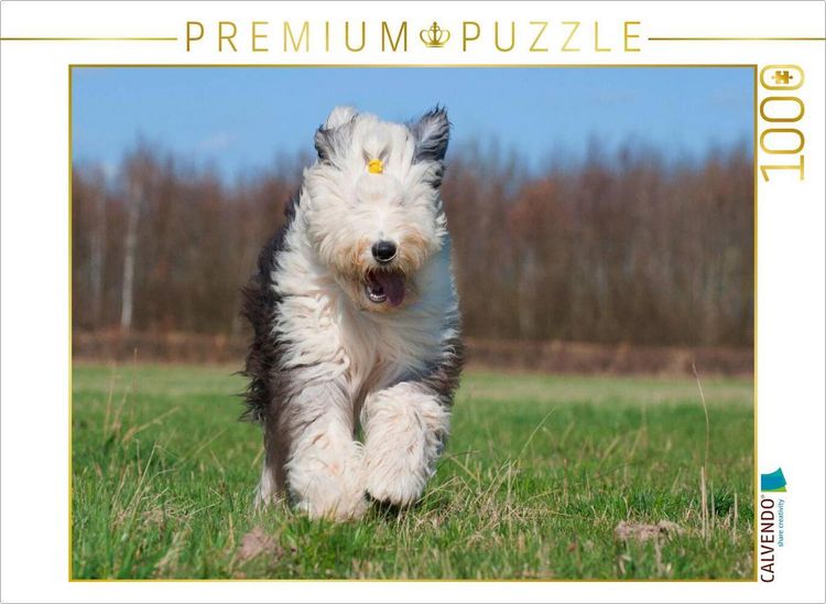 Produktbild: CALVENDO Puzzle Rennender Bobtail | 1000 Teile Lege-Gr&ouml;&szlig;e 64x48cm Foto-Puzzle f&uuml;r gl&uuml;ckliche Stunden