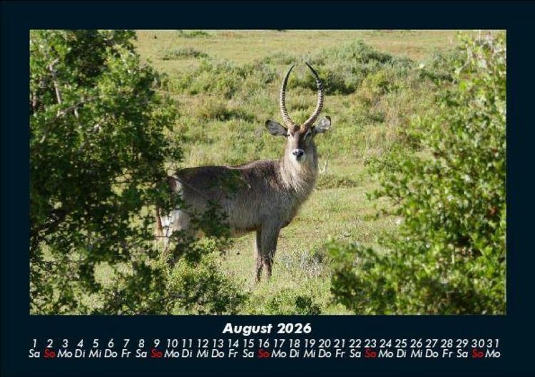 Produktbild: Tierkalender 2026 Fotokalender DIN A5