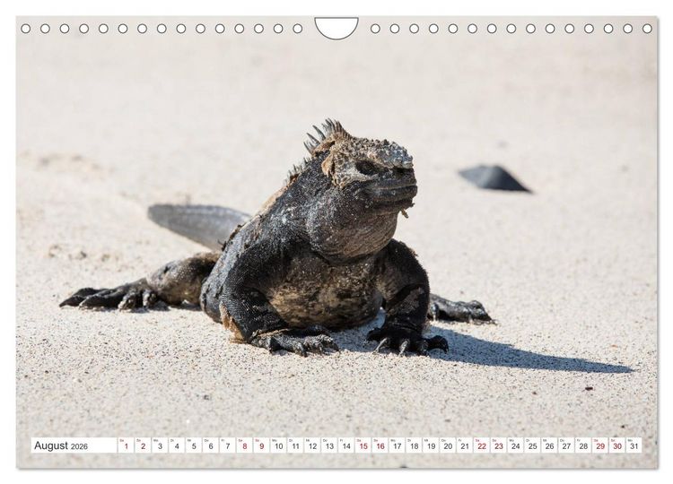 Produktbild: Galapagos-Inseln - Ein Paradies f&uuml;r Tiere (Wandkalender 2026 DIN A4 quer), CALVENDO Monatskalender