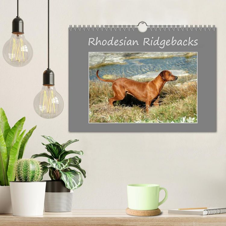 Produktbild: Rhodesian Ridgebacks (Wandkalender 2026 DIN A4 quer), CALVENDO Monatskalender