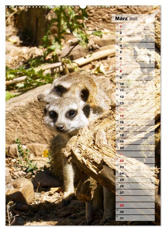 Produktbild: Erdm&auml;nnchen, putzige Kerlchen mit gro&szlig;en Knopfaugen (Wandkalender 2026 DIN A2 hoch), CALVENDO Monatskalender
