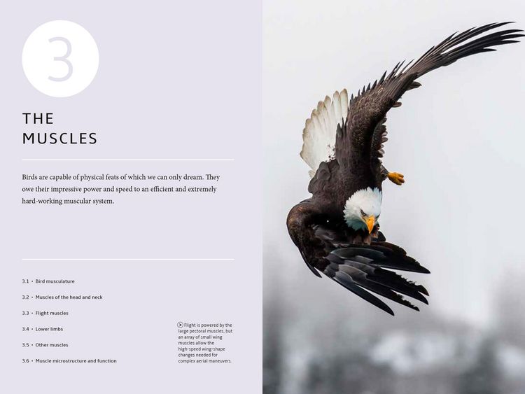 Produktbild: How Birds Work