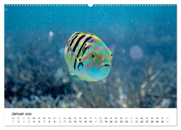 Produktbild: Unterwasserwelt der Malediven I (Wandkalender 2026 DIN A2 quer), CALVENDO Monatskalender