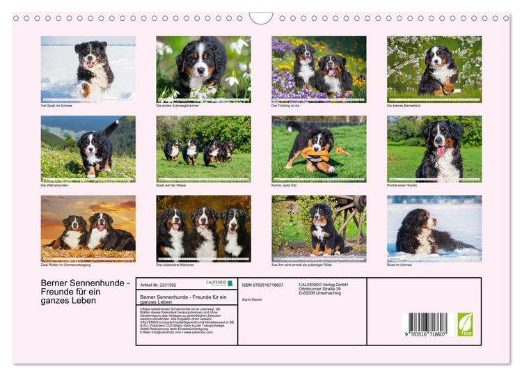 Produktbild: Berner Sennenhunde - Freunde f&uuml;r ein ganzes Leben (Wandkalender 2026 DIN A3 quer), CALVENDO Monatskalender