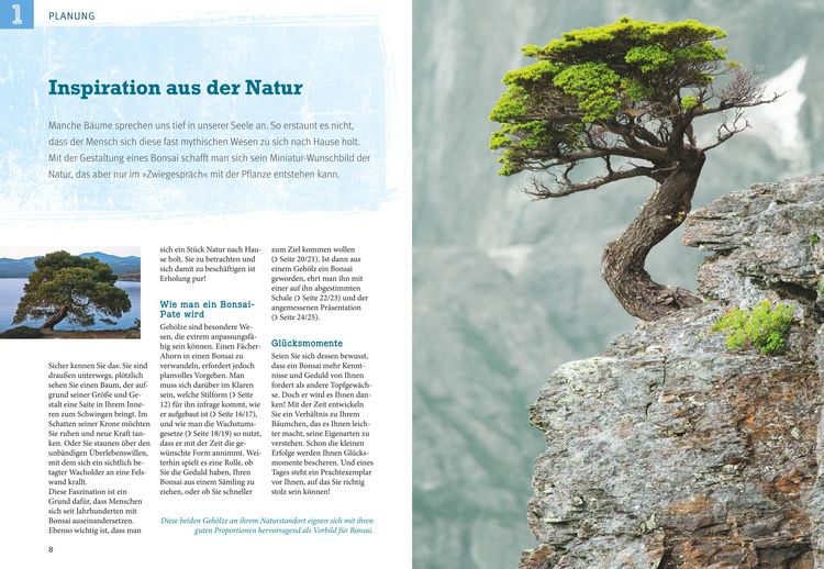 Produktbild: Bonsai ziehen, gestalten und pflegen