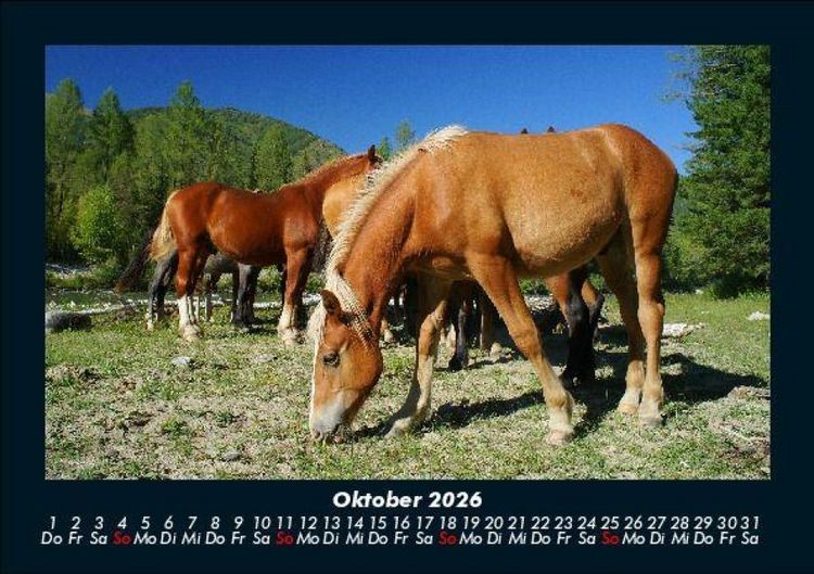 Produktbild: Die Welt der Pferde 2026 Fotokalender DIN A5