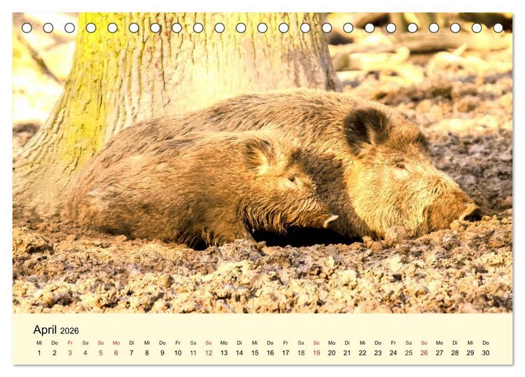 Produktbild: Scheue Wildtiere in heimischen W&auml;ldern und Bergen (Tischkalender 2026 DIN A5 quer), CALVENDO Monatskalender