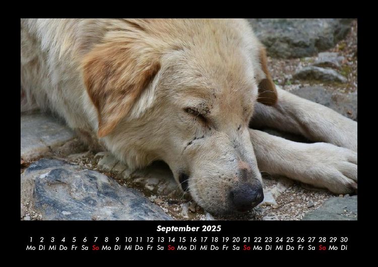 Produktbild: Der Hundekalender 2025 Fotokalender DIN A3