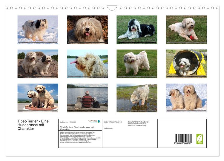 Produktbild: Tibet-Terrier - Eine Hunderasse mit Charakter (Wandkalender 2026 DIN A3 quer), CALVENDO Monatskalender