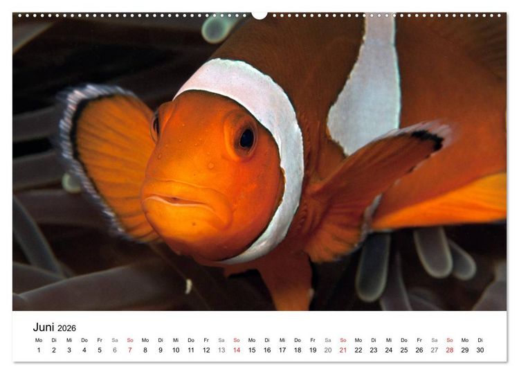 Produktbild: Highlights aus dem Meer - Tauchkalender (Wandkalender 2026 DIN A2 quer), CALVENDO Monatskalender