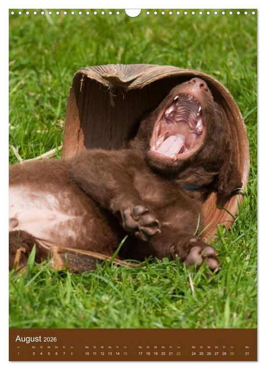 Produktbild: Chesapeake Bay Retriever 2026 (Wandkalender 2026 DIN A3 hoch), CALVENDO Monatskalender