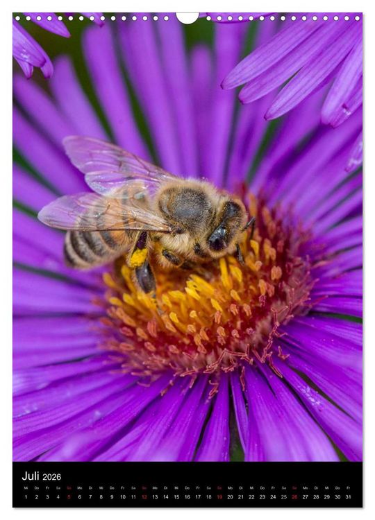 Produktbild: Bienenkalender (Wandkalender 2026 DIN A3 hoch), CALVENDO Monatskalender