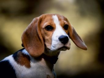 Produktbild: CALVENDO Puzzle Beagle-Portrait | 1000 Teile Lege-Gr&ouml;&szlig;e 64x48cm Foto-Puzzle f&uuml;r gl&uuml;ckliche Stunden