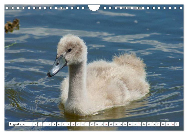 Produktbild: Elegante Schw&auml;ne (Wandkalender 2026 DIN A4 quer), CALVENDO Monatskalender