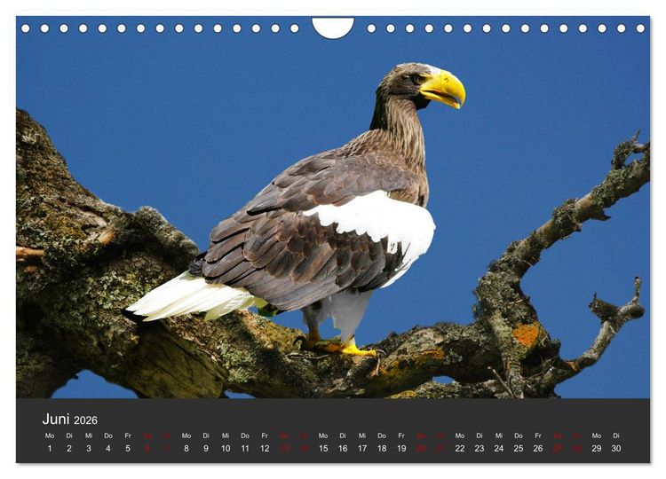 Produktbild: Faszination der Greifv&ouml;gel und Geier (Wandkalender 2026 DIN A4 quer), CALVENDO Monatskalender
