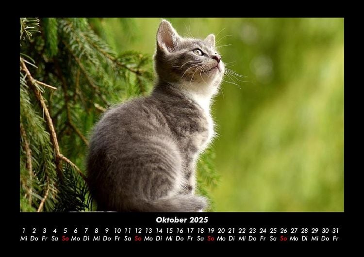 Produktbild: F&uuml;r Katzenfreunde 2025 Fotokalender DIN A3