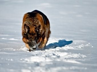 Produktbild: Deutscher Sch&auml;ferhund (Puzzle)